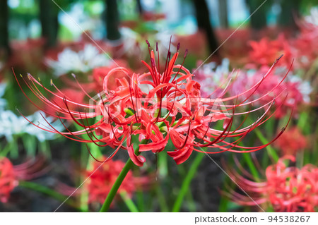 Red and white cluster amaryllis blooming in a thicket of trees Red and white cluster amaryllis blooming in a thicket of trees 94538267