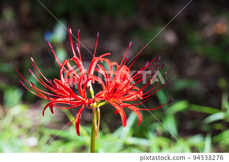鮮紅色簇孤挺花 94538276