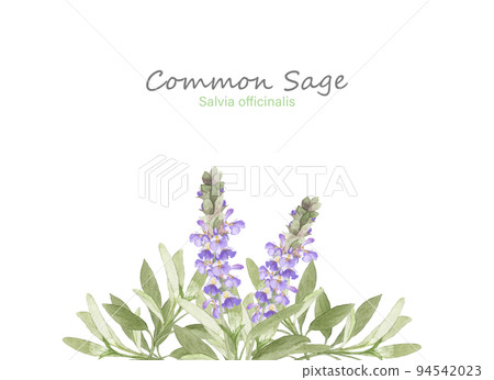 watercolor sage frame 94542023