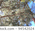 Pine tree with pine cones seen from below 94542024