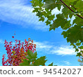 Green leaves and red leaves that shine in the blue sky 94542027
