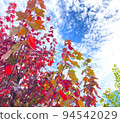 Autumn leaves against the blue sky 94542029