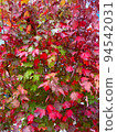 colored tree leaves 94542031