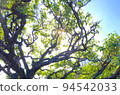 green leafed tree with sunlight background 94542033