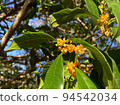 yellow fern flower 94542034