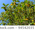 Osmanthus flowers shining in the blue sky 94542035