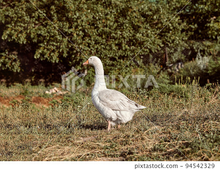 Domestic geese on a walk through the meadow. White domestic Geese are walking. 94542329