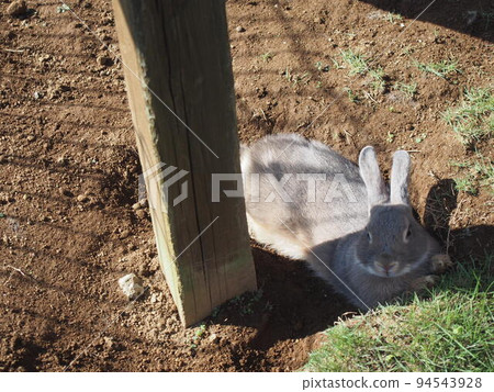cute gray rabbit 94543928