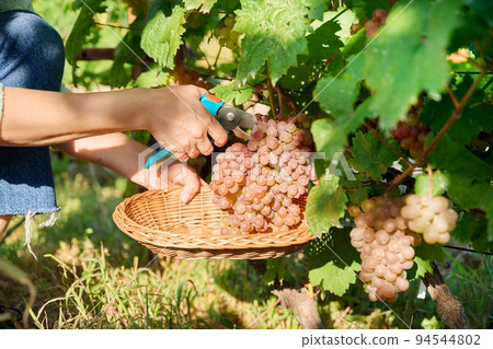 Close-up of hand cutting harvest of pink grapes, in vineyard 94544802