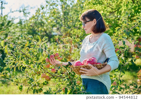 Woman harvesting red apples in garden on sunny autumn day Woman harvesting red apples in garden on sunny autumn day 94544812