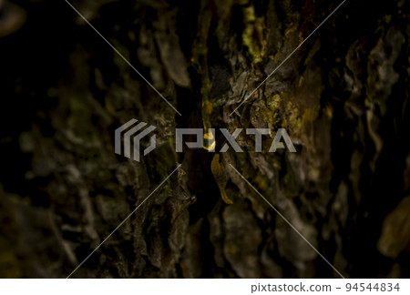 Amber drops of pine resin. Living three drops flow down the bark of the pine trunk. Organic life concept 94544834