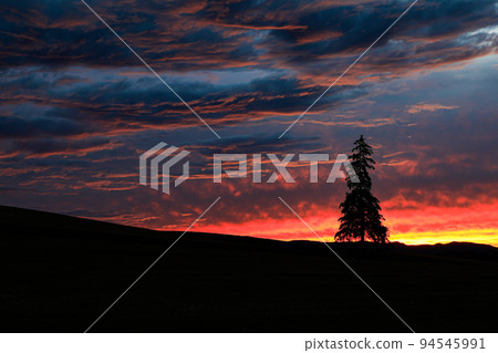 [Biei Town, Hokkaido] Sunset Sky and Christmas Tree 94545991