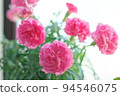 Mother's Day Carnation 94546075
