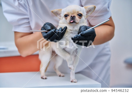 Small chihuahua dog being examined by a dentist doctor in a veterinary clinic. Pets, medicine, care, animals concept Small chihuahua dog being examined by a dentist doctor in a veterinary clinic. Pets, medicine, care, animals concept 94546232