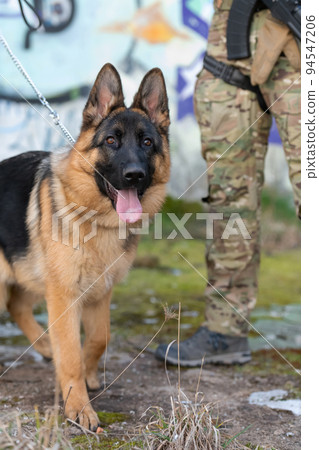 military working dog in action on the battlefield.  94547206