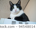 Black and white cat 94548014