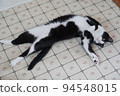 Black and white cat 94548015