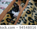 Black and white cat 94548016