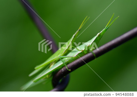 Shoryo螞蚱交配鎌倉市 Shoryo螞蚱交配鎌倉市 94548088