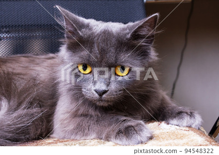 Sad gray cat with yellow eyes closeup Sad gray cat with yellow eyes closeup 94548322