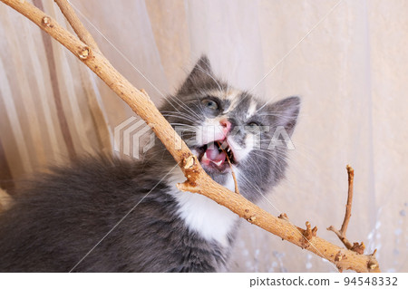 Gray kitten chews a house plant closeup 94548332