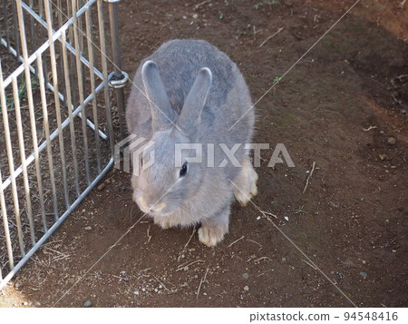 gray color rabbit 94548416