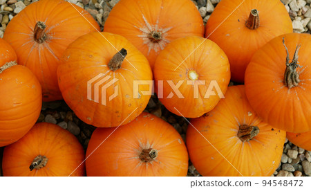 Pumpkin harvest hokkaido red kuri squash orange halloween festival pile bio farm workers harvesting plant field planting Cucurbita maxima pepo, market shop farming winter squash farmer Europe 94548472