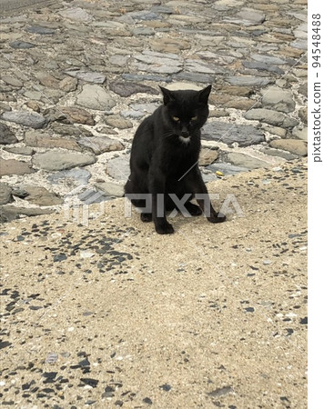A lucky black cat who lives in Ainoshima 94548488