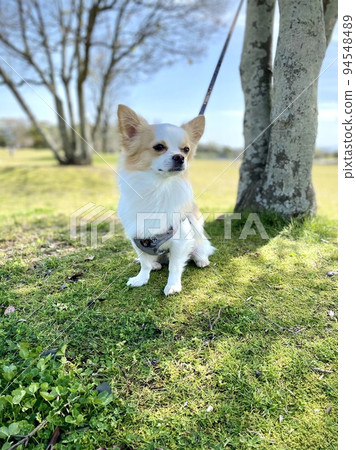 吉娃娃在陽光明媚的公園裡若有所思地凝視著遠方 94548489