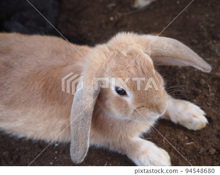 Close-up of a rabbit with droopy ears 94548680