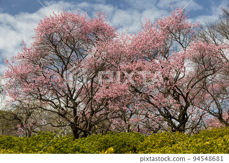 Blue sky and plum 94548681