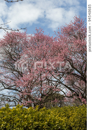 Spring Spring 94548685