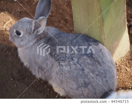 The back of a fluffy rabbit The back of a fluffy rabbit 94548715
