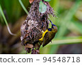Olive-backed sunbird 94548718