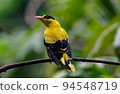 Black-naped oriole 94548719