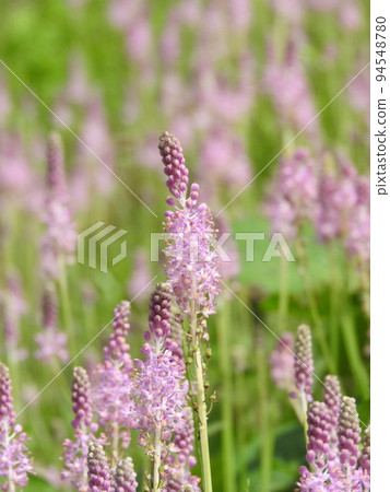 "Tsurbo", a perennial plant that grows in colonies on banks "Tsurbo", a perennial plant that grows in colonies on banks 94548780