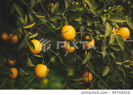 Tangerine garden with fruits Tangerine garden with fruits 94548858