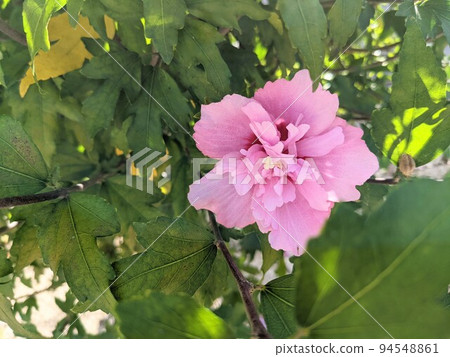 Pink double-flowered Mugunghwa 94548861