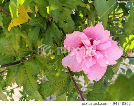 Pink double-flowered Mugunghwa 94548862
