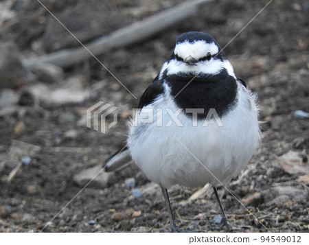 地上有圓形冬羽的白鶺鴒 94549012