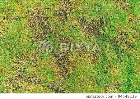 Green and yellow grass texture Brown patch is caused by the destruction of fungus Rhizoctonia Solani grass leaf change from green to dead brown in a circle lawn texture background dead dry grass. 94549139