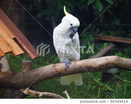 Aomokabatan 94549414