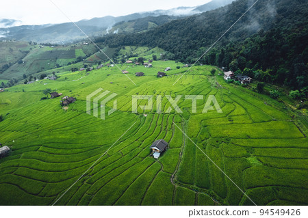 High angle view Green Rice field on terraced in Chiangmai 94549426