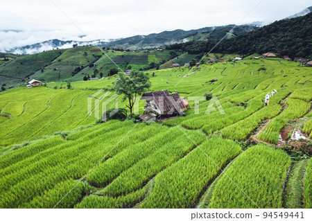 High angle view Green Rice field on terraced in Chiangmai High angle view Green Rice field on terraced in Chiangmai 94549441