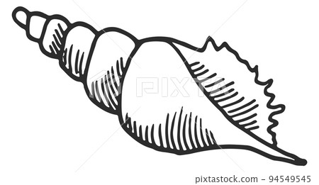 Marine shell icon. Conch sketch. Beach symbol Marine shell icon. Conch sketch. Beach symbol 94549545