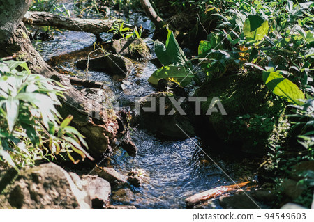A stream in the forest (Shiretoko, Hokkaido) 94549603
