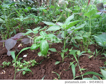 Basil, red perilla, and chili peppers from the kitchen garden 94549631