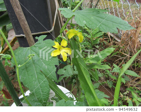 This yellow flower is a goya flower This yellow flower is a goya flower 94549632