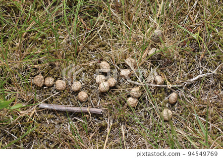 Rabbit faeces on sandy soil in close up Rabbit faeces on sandy soil in close up 94549769