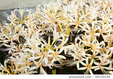 白彼岸花 1 94550354